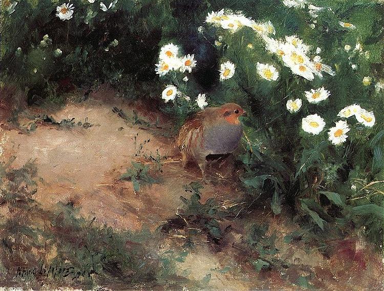  Partridge with Daisies